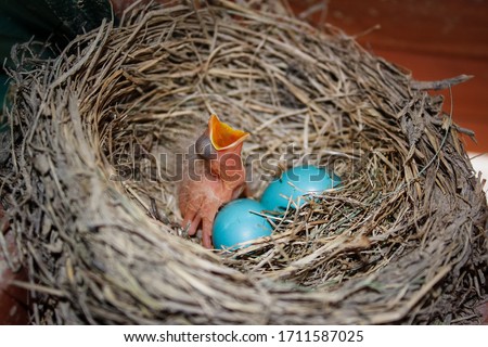 robin chick ready to eat