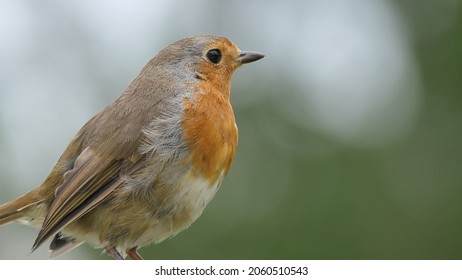 Robin Chick Searching For Food In UK