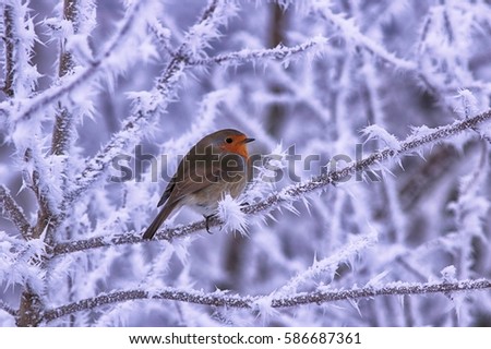 Robin in chrystal ice