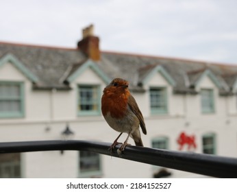 Robin Clovelly Devon With The Red Lion Hotel Behind. 