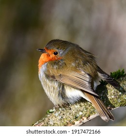 Robin In The Cold Winter Morning