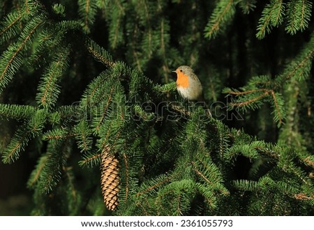 Robin, cute bird on the branch of spruce tree