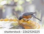 Robin drinking at bird bath in Spring