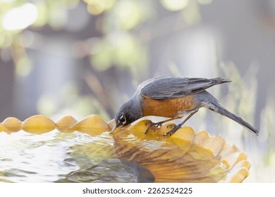 Robin drinking at bird bath in Spring