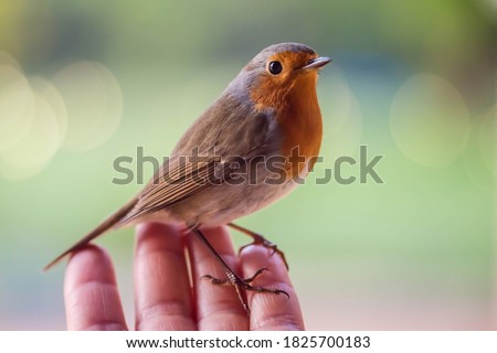 robin eating from a woman's hand