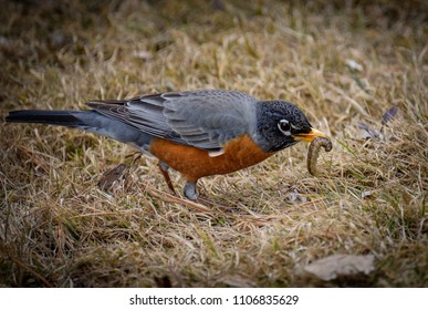 551 Robin eating worm Images, Stock Photos & Vectors | Shutterstock