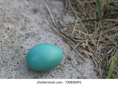 Robin Egg