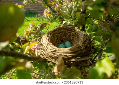 Robin eggs in blooming tree