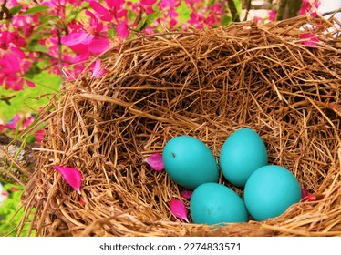 ROBIN EGGS NEST IN SPRING 