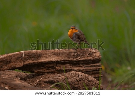Robin. Erithacus rubecula. Another passerine bird, one of the most abundant in our fauna, and easy to photograph. Sometimes, it even poses for the photographer.