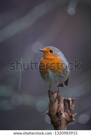 Similar – Image, Stock Photo Pretty bird Beautiful Life