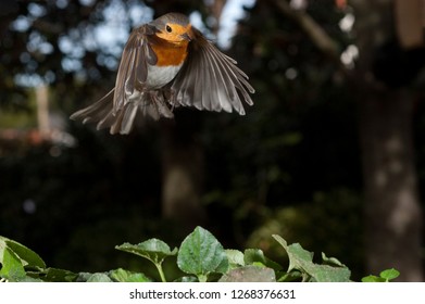 Robin - Erithacus Rubecula, Bird Flying