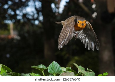 Robin - Erithacus Rubecula, Bird Flying