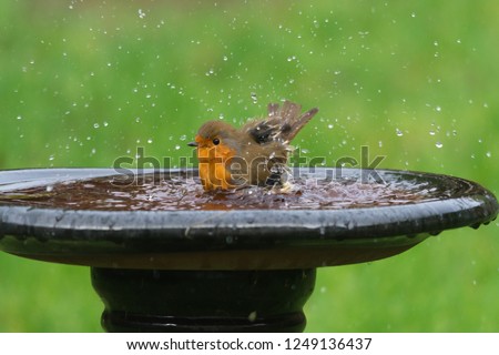 Robin (Erithacus rubecula) having a bath in a garden bird bath