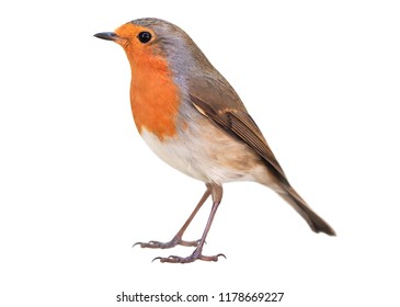 Robin (Erithacus rubecula) isolated on white background - Shutterstock ID 1178669227