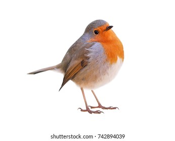 Robin (Erithacus rubecula) isolated on white background - Shutterstock ID 742894039