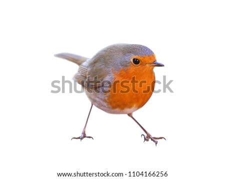 Pretty bird Beautiful Life