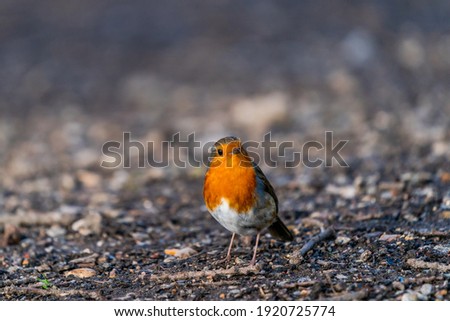 Robin (Erithacus rubecula) on a ground