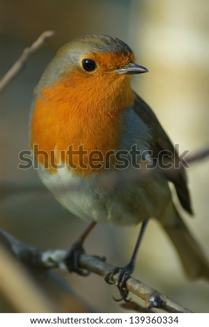 Similar – Image, Stock Photo Pretty bird Beautiful Life