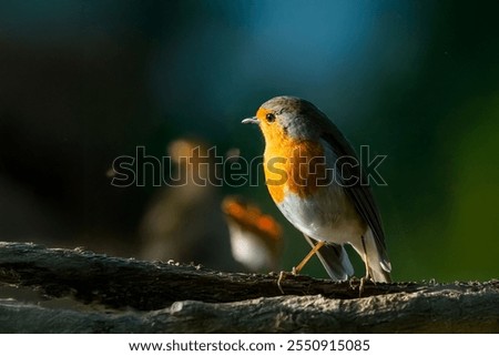 Similar – Image, Stock Photo Robin with trapped insect