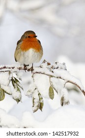 Robin, Erithacus Rubecula, Single Bird In Snow, West Midlands, December 2010