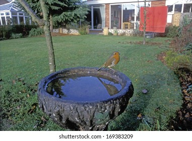 Robin, Erithacus Rubecula, Single Bird At Bird Bath, UK
