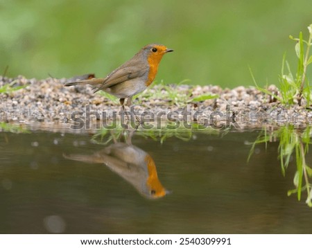Robin, Erithacus rubecula, single bird by water, Warwickshire, October 2024