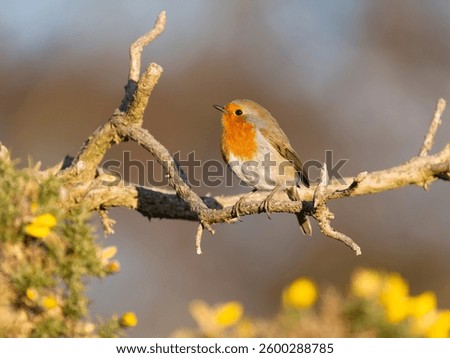 Robin, Erithacus rubecula, single bird on gorse bush, Sussex, March 2025