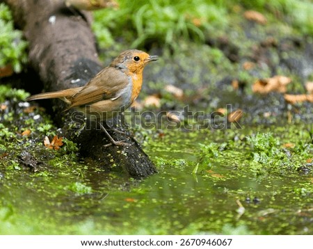Robin, Erithacus rubecula, Single bird on log by water, Buckinghamshire, August 2025