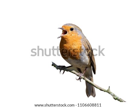 robin Erithacus rubecula