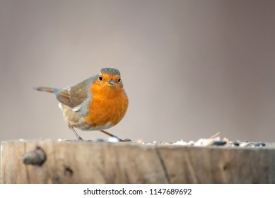 The robin (Erithacus rubecula) sits on a winter feeding trough with an open beak - Shutterstock ID 1147689692