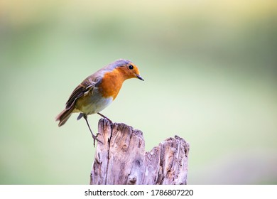 Robin (Erithacus rubecula), sitting on the perch - Shutterstock ID 1786807220