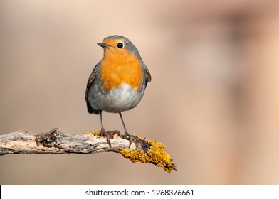 Robin - Erithacus rubecula, standing on a branch - Shutterstock ID 1268376661