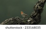 Robin (Erithacus rubella)