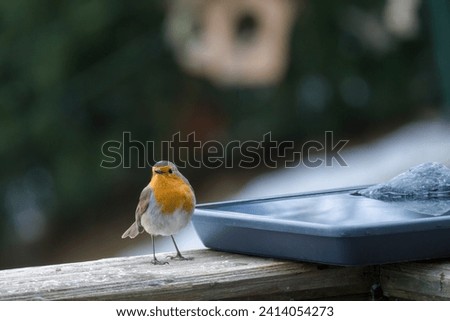a robin, erthacus rubecula, is drinking water from a bird bath at a winter morning