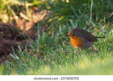 a robin, erthacus rubecula, in the garden on the green lawn at a autumn morning - Powered by Shutterstock