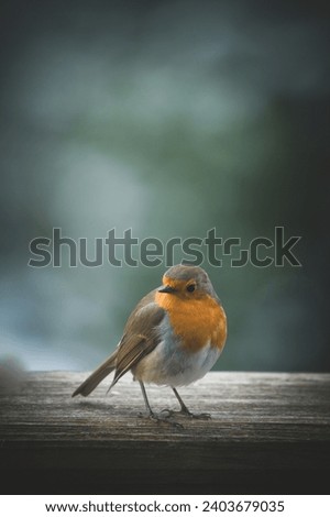 Similar – Image, Stock Photo Pretty bird Beautiful Life