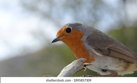 Robin Feeding From Insect Coconut Suet Shell At A Bird Table