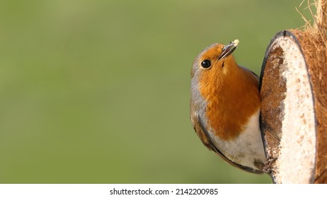 Robin Feeding From Insect Coconut Suet Shell At A Bird Table