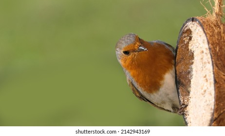 Robin Feeding From Insect Coconut Suet Shell At A Bird Table