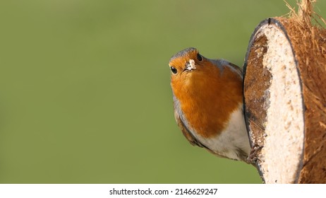 Robin Feeding From Insect Coconut Suet Shell At A Bird Table