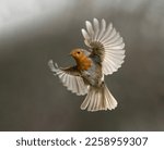 Robin in flight in beautiful light with backlight coming through wings