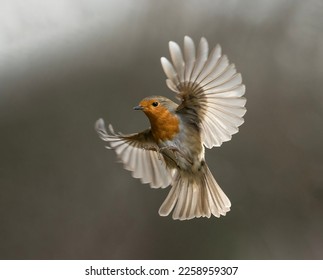 Robin in flight in beautiful light with backlight coming through wings