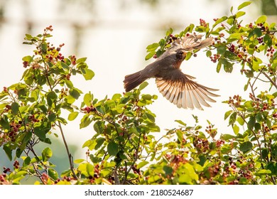 Robin Flying Among The Bush