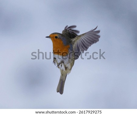 Robin flying with blurred background