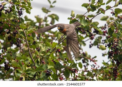 Robin Flying From Fruit Tree