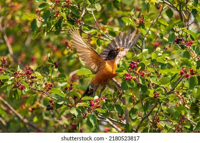 Robin Flying In Summer Startled