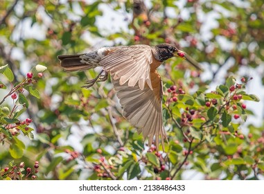 Robin Flying While Holding A Plum