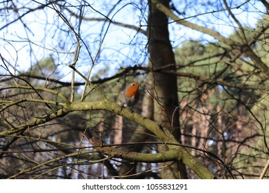 Robin in the forest