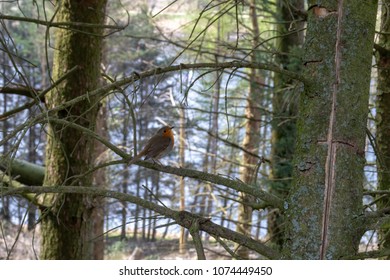 Robin in Forest